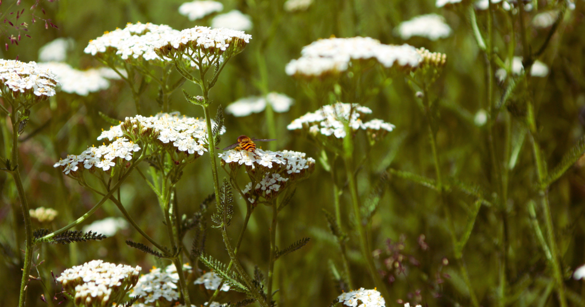 Image shows a patch of white Yarrow flowers with a bumble bee nestled on one of the blooms.