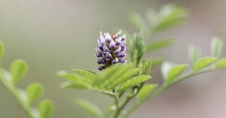 Blog image features a photograph of a flowering licorice plant.