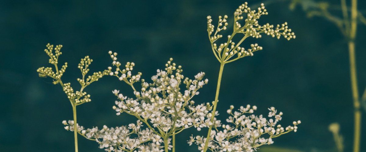 Benefits of Meadowsweet: A Choice Herb for Digestion and Beyond - Harmonic Arts