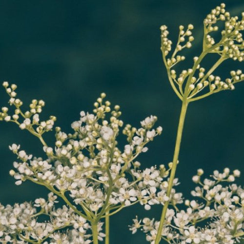Benefits of Meadowsweet: A Choice Herb for Digestion and Beyond - Harmonic Arts