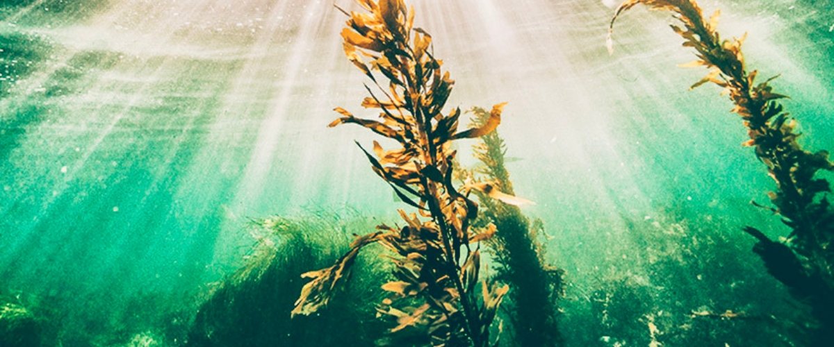 Discover the Health Benefits of Brown Seaweed Extract - Harmonic Arts