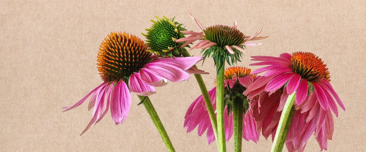 Echinacea: An Herb for Immunity & Beyond - Harmonic Arts