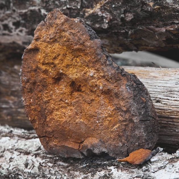 Getting to Know Chaga: King of the Fungal Forest - Harmonic Arts