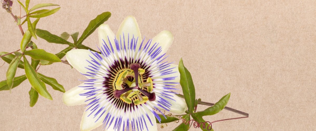 Passionflower: An Herb for Relaxation & Beyond - Harmonic Arts