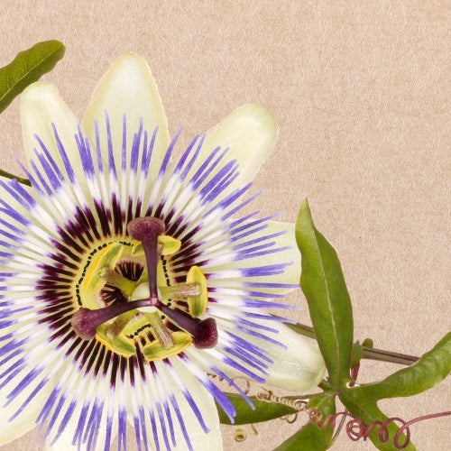 Passionflower: An Herb for Relaxation & Beyond - Harmonic Arts