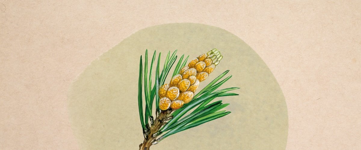 Pine Pollen for Men's Health - Harmonic Arts