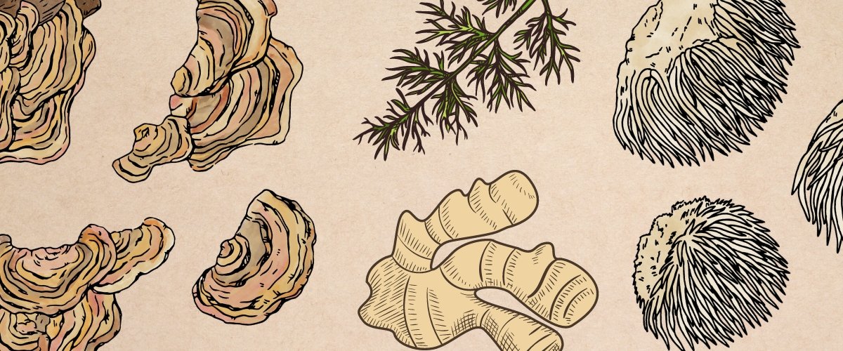 Supporting Digestion with Mushrooms & Herbs - Harmonic Arts