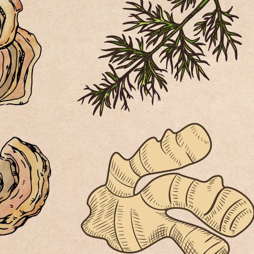 Supporting Digestion with Mushrooms & Herbs - Harmonic Arts