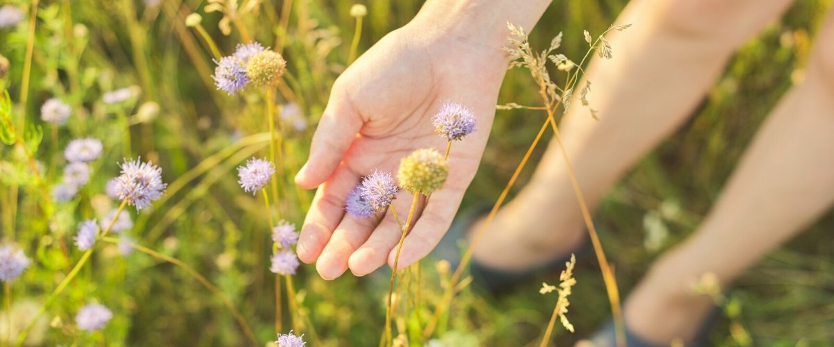 Tips for Mindful Foraging - Harmonic Arts