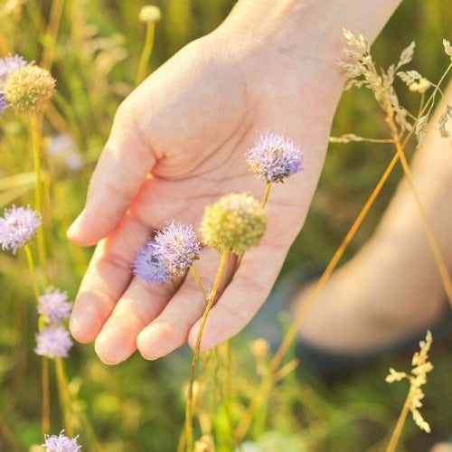 Tips for Mindful Foraging - Harmonic Arts