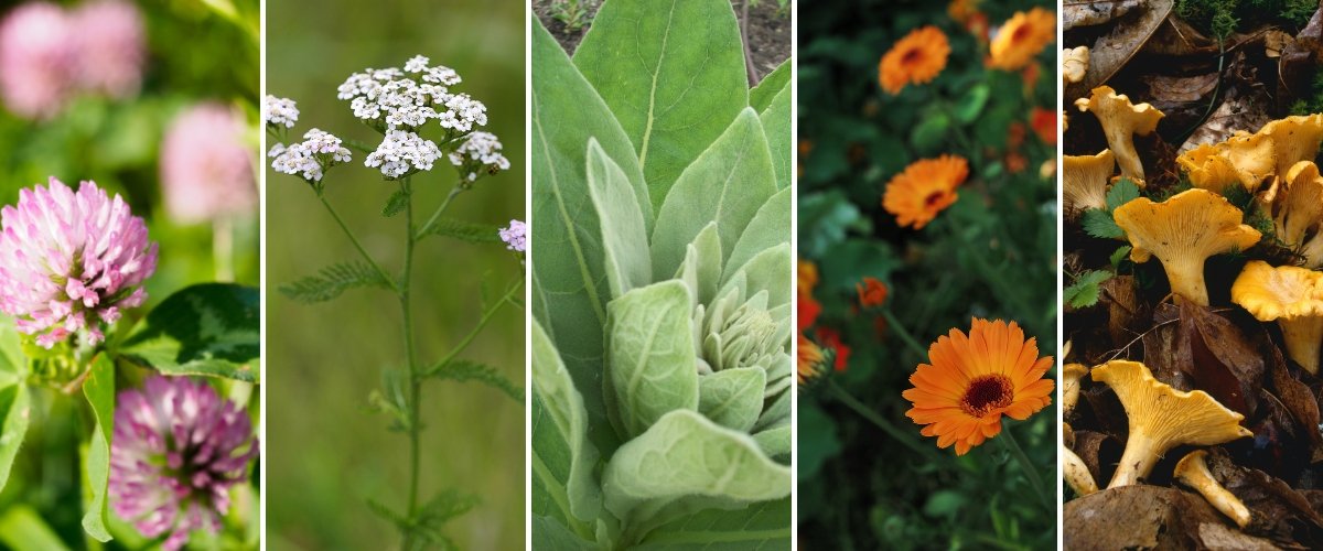 Wild Herbs to Forage this Summer - Harmonic Arts