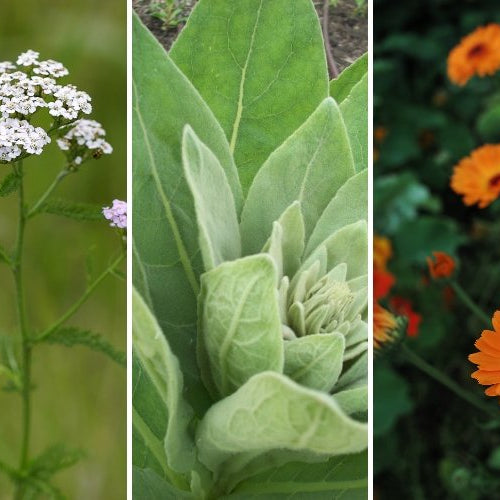 Wild Herbs to Forage this Summer - Harmonic Arts